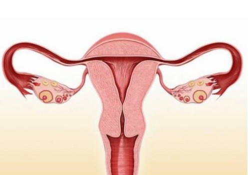 生男生女不由女方绝对，由男性X、Y精子决定