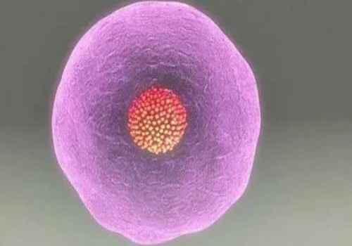 重庆助孕中心：男士吃什么有助于怀孕，备孕期间食用这类食物，让你成功受孕！